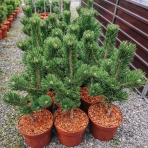 Borovica čierna (Pinus nigra) ´OREGON GREEN´ – výška 50-60 cm, kont. C5L